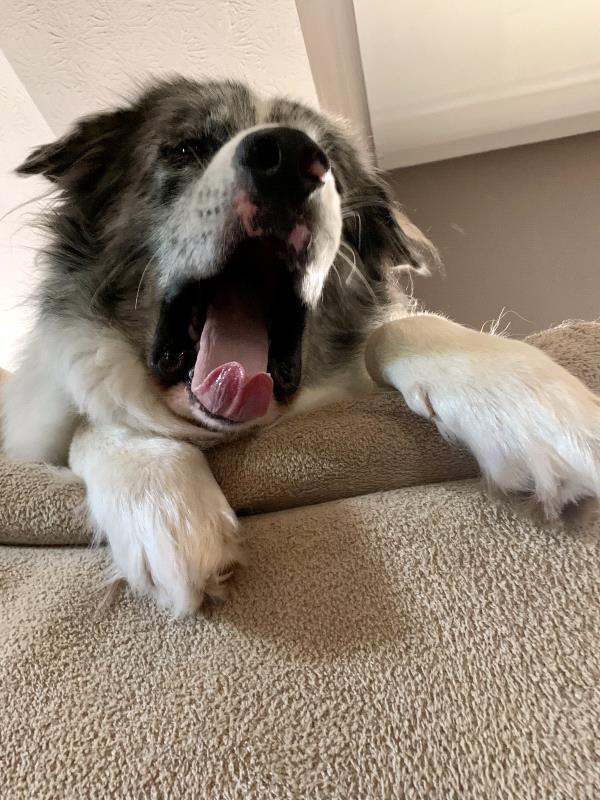 /Images/uploads/Cuddles Cat Cafe/uvac/entries/18504thumb.jpg